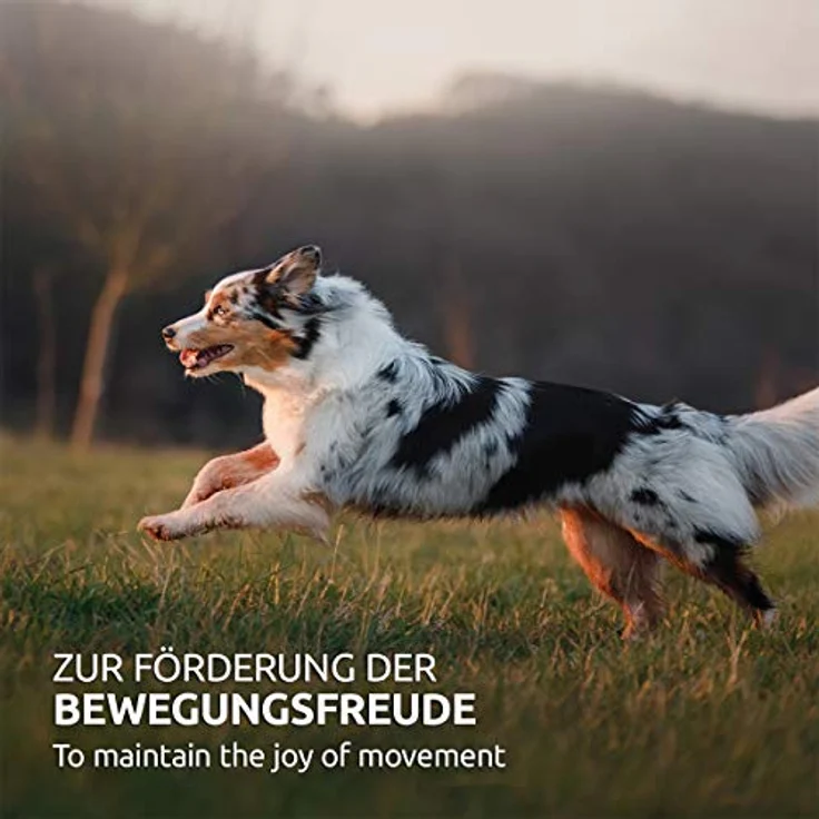 AniForte Gelenk Snack 300g, Ergänzungsfuttermittel für bewegliche Hunde mit Hähnchenfleisch, Grünlippmuschel, Collagen und Teufelskralle – Bild 8