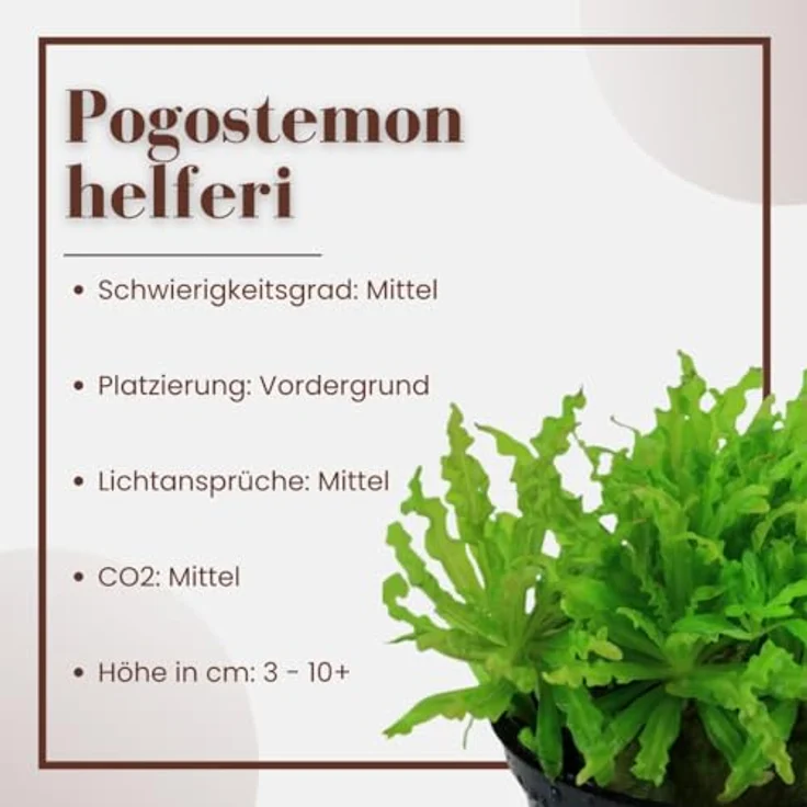 AquaOne Pogostemon helferi, 3 Stück Aquariumpflanze, voll durchwurzelt, pflegeleicht, Höhe 5-10cm, ideal für Aquascaping – Bild 3