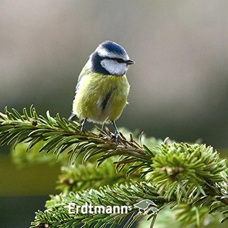 Erdtmann's Meisenfutter, 25 kg Mischfütterung mit Sonnenblumenkernen, Erdnüssen und Hanfsaat für Wildvögel – Bild 3
