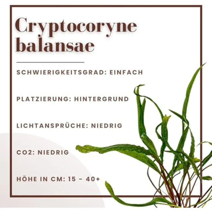 AquaOne Cryptocoryne balansae, voll durchwurzelte Aquariumpflanze mit langen, schmalen Blättern, 15-50 cm hoch, pflegeleicht für Aquascaping – Bild 2