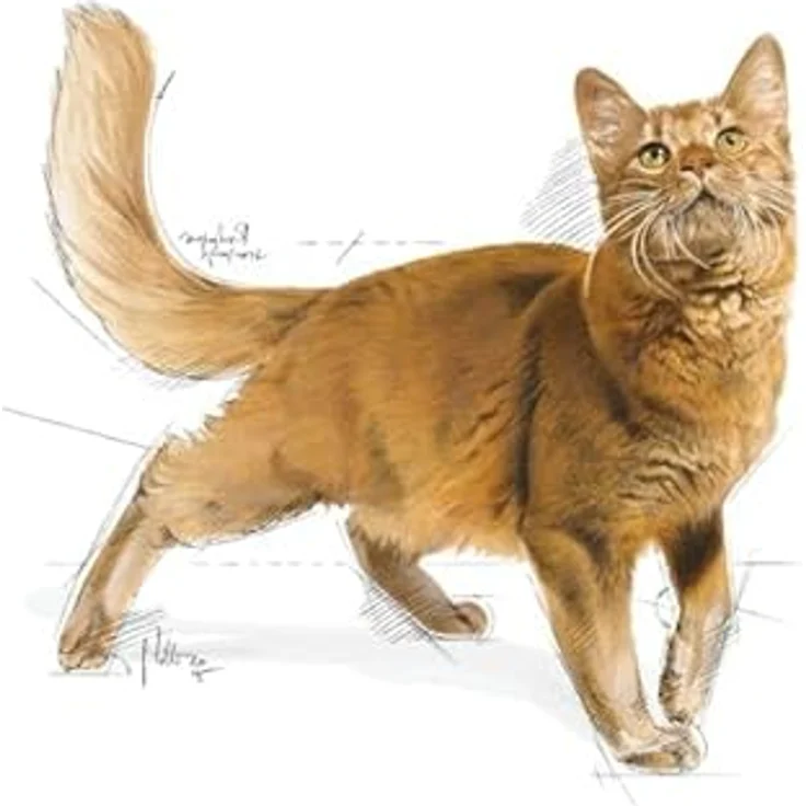 Royal Canin Regular Fit 32, Katzenfutter für ausgewachsene Katzen, 2 kg, unterstützt gesunde Körperhaltung und reduzierte Haarballenbildung – Bild 4