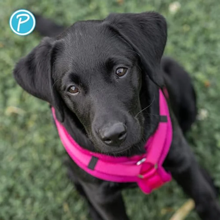 Petlando Hundegeschirr Y-Comfort, gepolstert, stufenlos verstellbar, leicht und atmungsaktiv, ergonomisch für sehr große Hunde, Fuchsia, XL – Bild 5