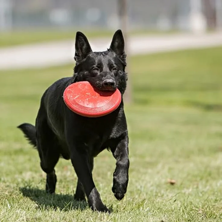 KONG Flyer, Langlebiges Outdoor Hundespielzeug aus Naturkautschuk, Wurfscheibe für Mittelgroße/Große Hunde, dynamischer Rückprall, strapazierfähig – Bild 2