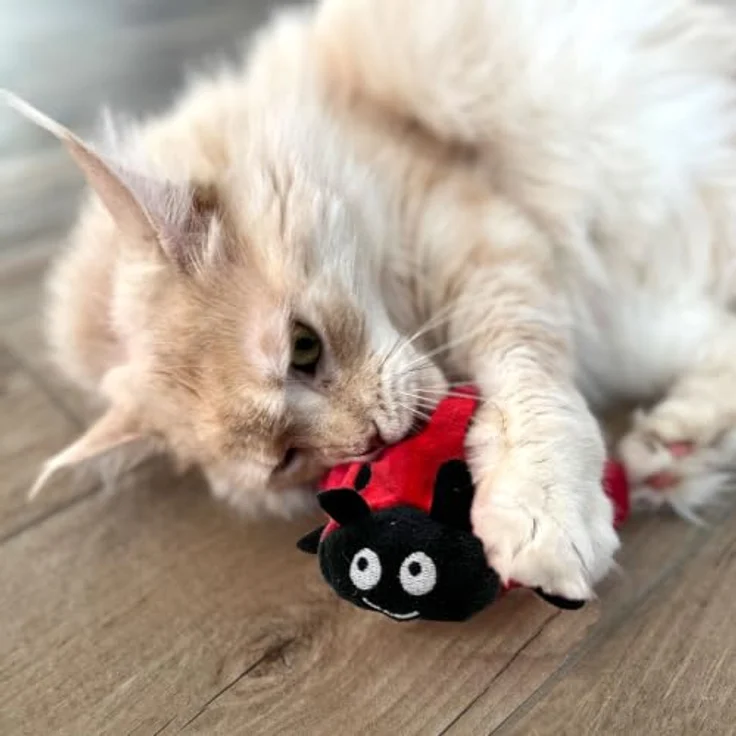 Aumüller Katzenspielkissen Marienkäfer Dotty, hochwertiges Spielzeug für Katzen mit ansprechendem Design – Bild 3