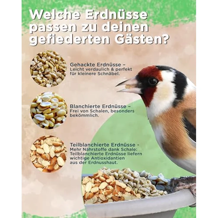 Futterbauer Erdnüsse blanchiert, 10 kg weiße & schalenlose Erdnusskerne für Wildvögel & Eichhörnchen, hochwertiges Vogelfutter, Ambrosia kontrolliert – Bild 4