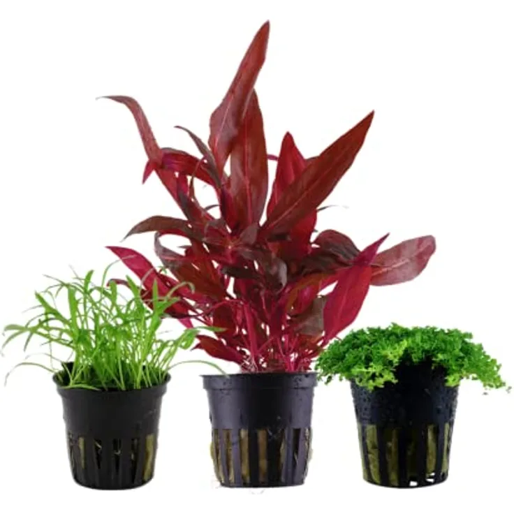 AquaOne Aquarium Pflanzen Set, 3 x Vordergrund Wasserpflanzen - Lilaeopsis brasiliensis, Alternanthera reineckii Rosanervig, Hemianthus callitrichoides