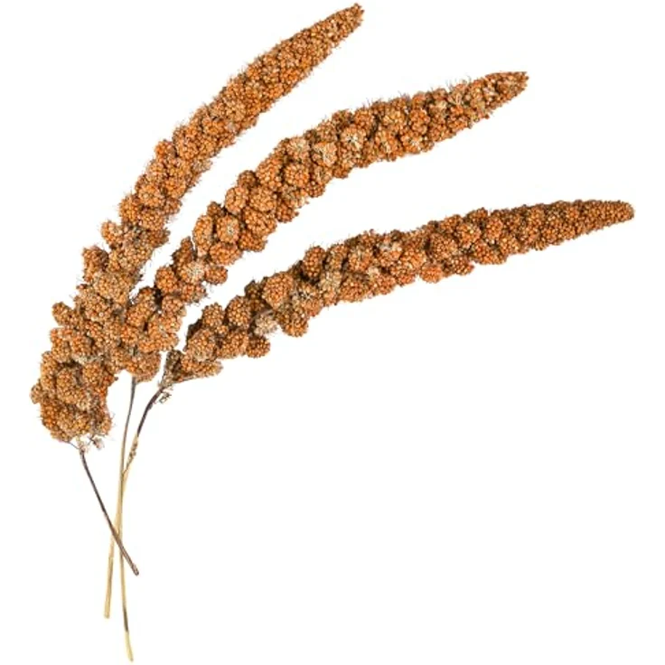 Dehner Kolbenhirse, rot, 500 g – sonnengereift und naturbelassenes Vogelfutter für Vögel und Nager – Bild 3
