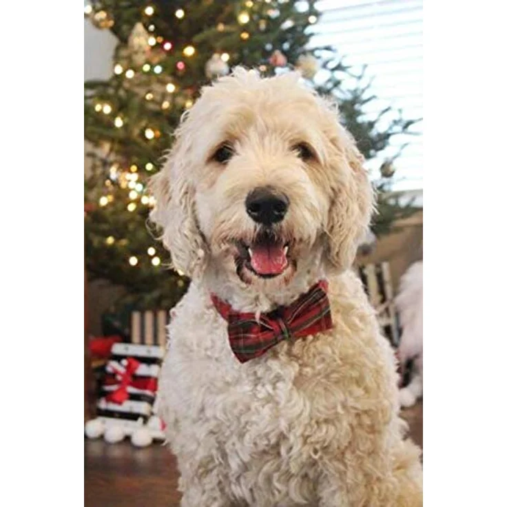 Unique Style Paws Hundehalsband Fliege, Verstellbar, Robuste Metallkette, Schottenmuster in Rot, für Hunde und Katzen in Klein, Mittel, Groß – Bild 5