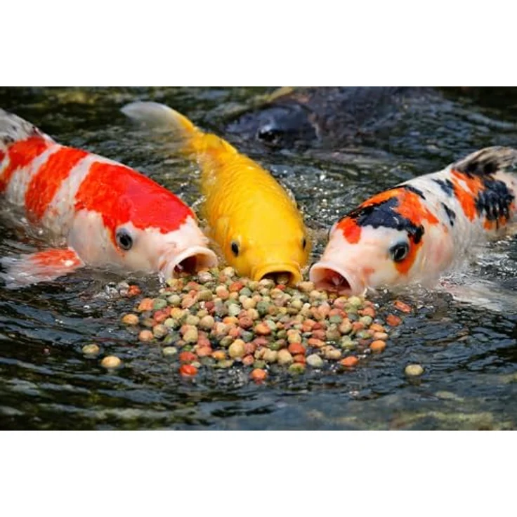 Koi- und Bonsaipark Herdecke Fischfutter Mix für Koi's, 15 kg schwimmende Pellets (3 mm) – Alleinfuttermittel für Zierfische in 4 Farben (rot, grün, gelb, weiß) – Bild 4