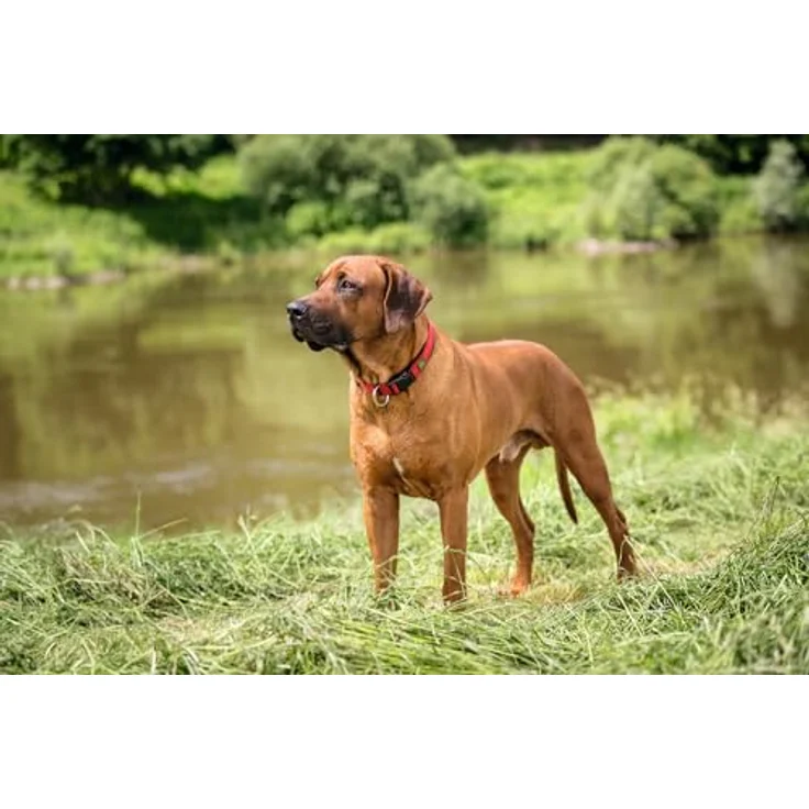 Hunter Hunde-Halsung Neopren Vario Plus rot-schwarz S 2 – Bild 8