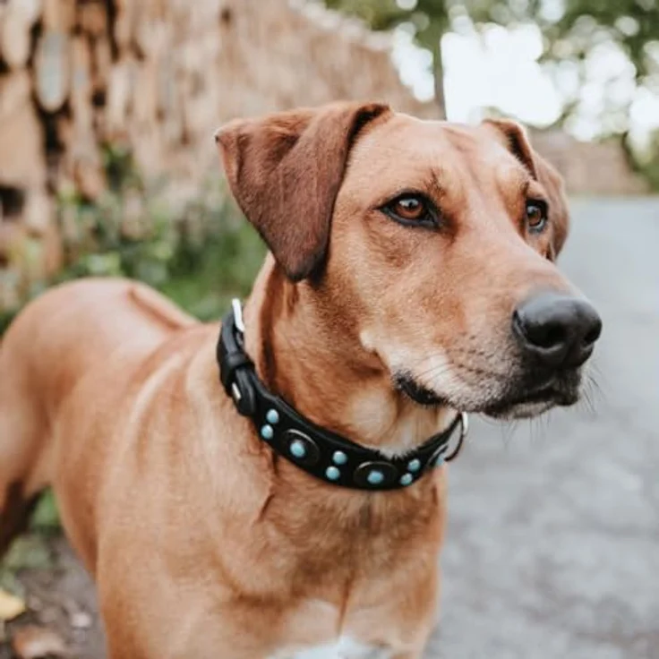 Hunter Hunde-Halsband Sioux S-M – Bild 8