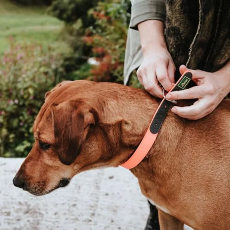 Hunter Hunde-Halsband Convenience Comfort neon-orange L – Bild 6