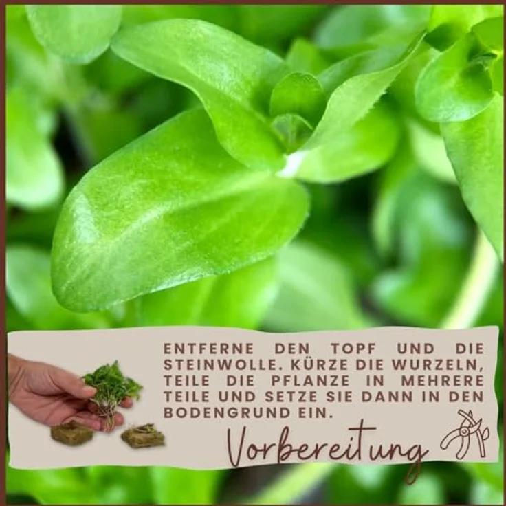 AquaOne Pogostemon stellatus I Aquariumpflanze voll durchwurzelt, 15-30 cm Stängelpflanze für Aquascaping, fortgeschrittene Pflege mit CO2-Zufuhr – Bild 4
