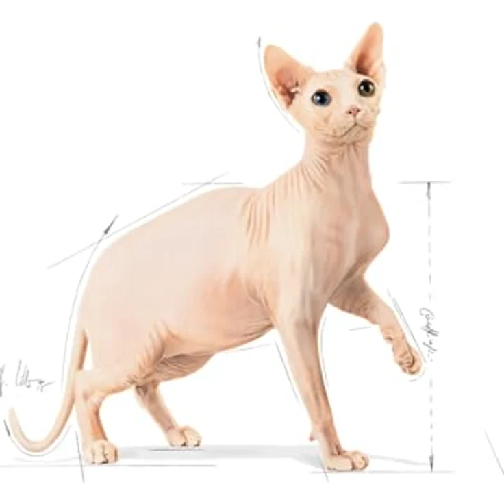 Royal Canin Sphynx Adult, Katzenfutter für haarlose Katzenrasse, 2 kg, hohe Energiedichte und Hautschutz – Bild 3