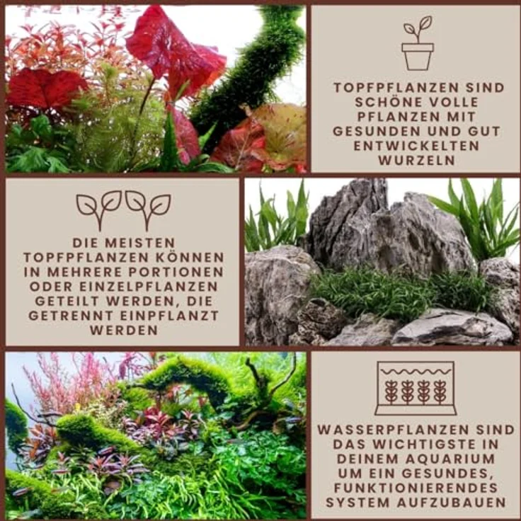 AquaOne Pogostemon helferi, 3 Stück Aquariumpflanze, voll durchwurzelt, pflegeleicht, Höhe 5-10cm, ideal für Aquascaping – Bild 4