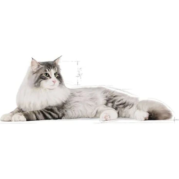ROYAL CANIN Norwegian Forest Cat Adult, 3er Pack, 3 x 400 g, Alleinfuttermittel für Norwegische Waldkatzen ab 12 Monaten, Haut- und Fellschutz, haareballenreduzierend – Bild 5