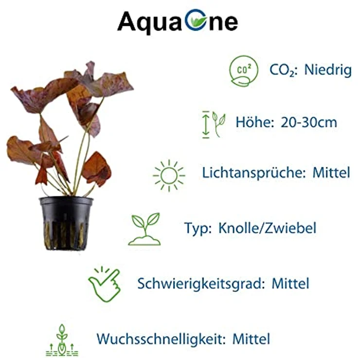 AquaOne 3x Wasserpflanzen Set Exclusiv, Crinum calamistratum, Bucephalandra 'Kedagang', Nymphea Lotus für Aquascaping – Bild 4