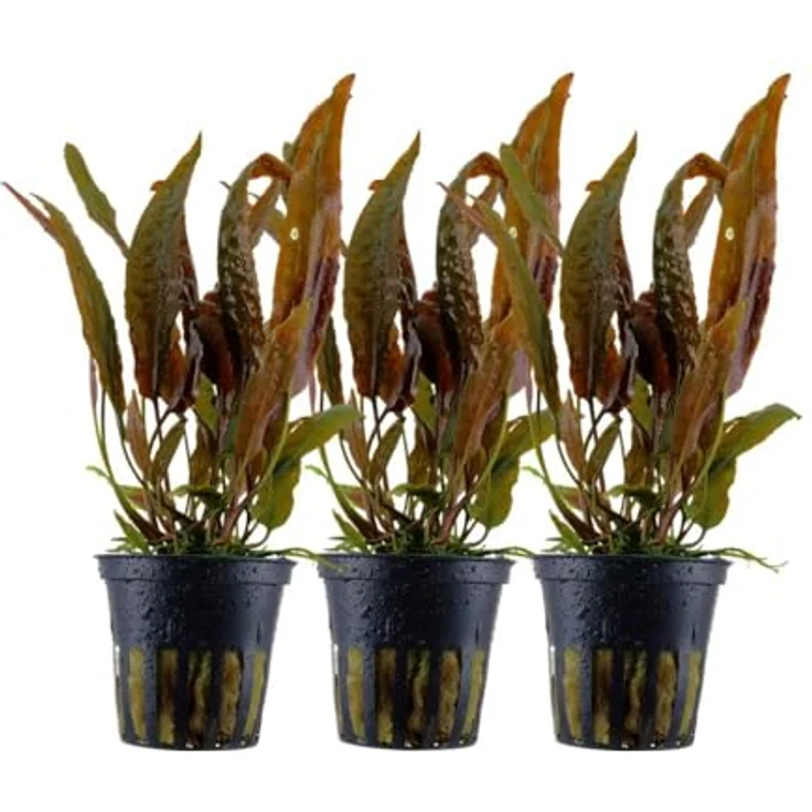AquaOne Cryptocoryne usteriana, 3er Set Mittelgrund Wasserpflanze mit durchwurzelter Rosette, pflegeleicht und ideal für Aquascaping – Bild 1
