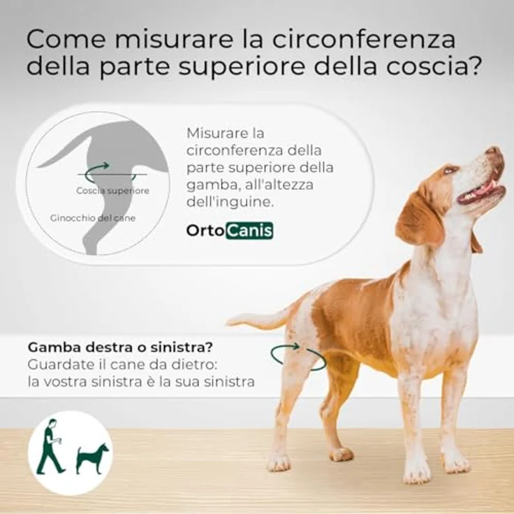 Ortocanis Kniebandage für Hunde – Unterstützung bei Kreuzbandriss und Bänderverletzungen, Neopren, Größe Medium (11,5-12,2"), für das rechte Hinterbein – Bild 3