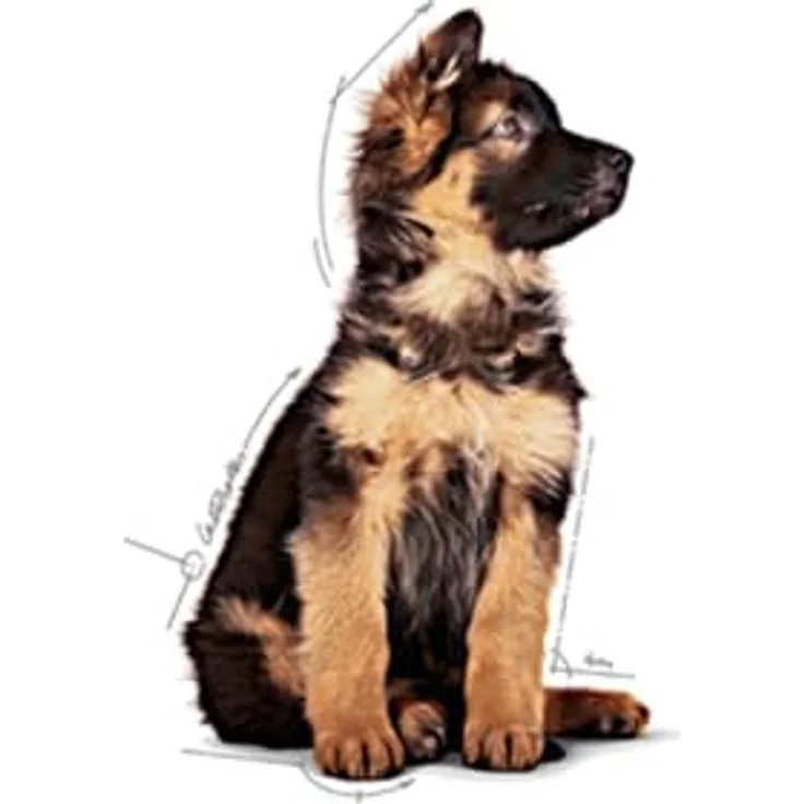 Royal Canin MAXI PUPPY, Nassfutter für große Hunde, Alleinfuttermittel, 10x140g, für Welpen bis 15 Monate – Bild 7