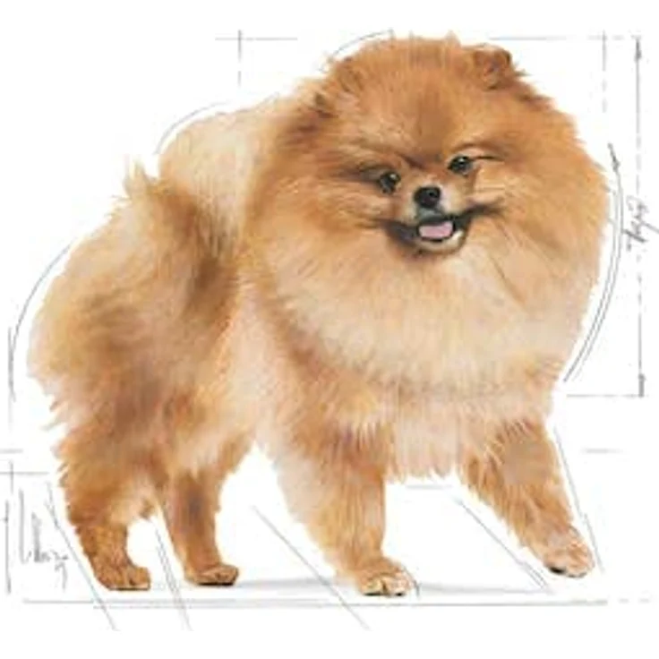 Royal Canin Pomeranian Adult Mousse, Feuchtnahrung für ausgewachsene Zwergspitze (>8 Monate), 12x85g – Bild 5
