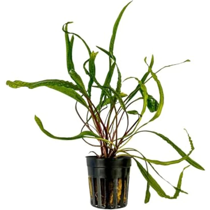 AquaOne Cryptocoryne balansae, voll durchwurzelte Aquariumpflanze mit langen, schmalen Blättern, 15-50 cm hoch, pflegeleicht für Aquascaping – Bild 1