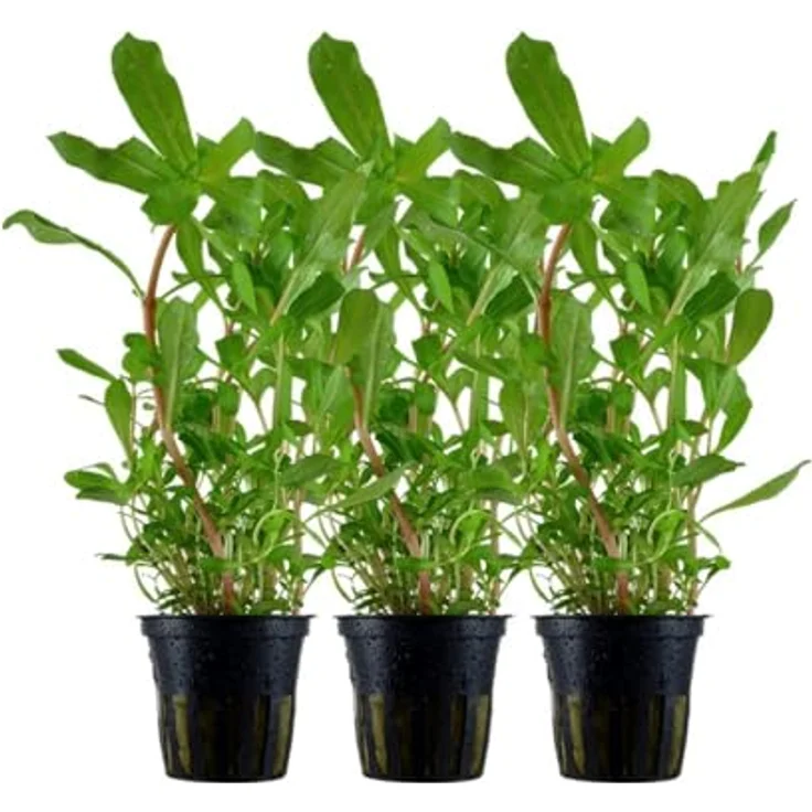 AquaOne Ammannia crassicaulis, 3er Set rote Stängelpflanze für Aquarium, voll durchwurzelt, 30-50 cm hoch – Bild 1
