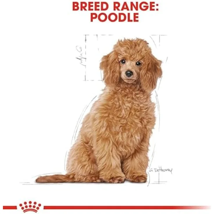 Royal Canin Poodle Puppy, Hundefutter für Pudel-Welpen bis 12 Monate, 3kg mit hochverdaulichen Proteinen und Antioxidanzien – Bild 5