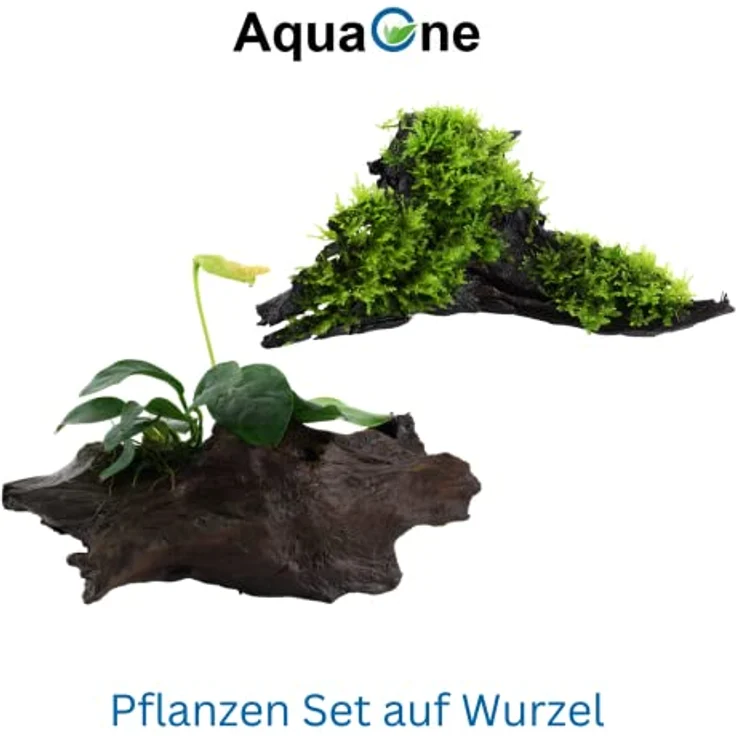 AquaOne Aquarium Pflanzen Set Mix, 2x Wasserpflanzen auf Wurzel - Anubias barteri var. nana & Vesicularia montagnei 'Christmas' für Aquarien-Dekoration – Bild 2