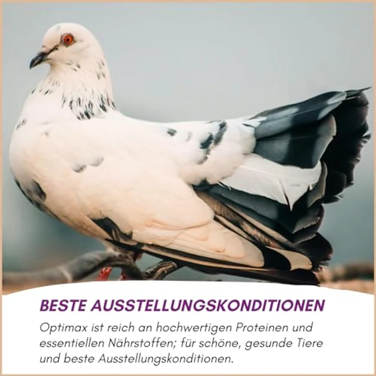 Optimax Kondition- und Aufzuchtfutter für Vögel, 1kg Eifutter für Ziervogelarten, reich an Proteinen und Nährstoffen, ideal für Kanarienvögel und Wellensittiche – Bild 5