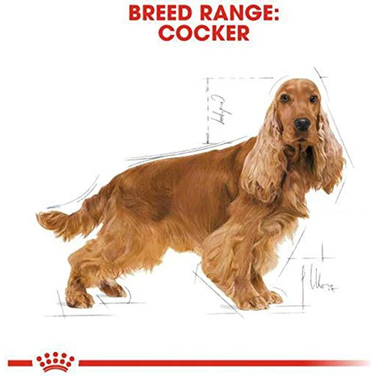 ROYAL CANIN Cocker Adult Hundefutter, trocken, 2x12kg Sparangebot, schmackhaft und haut- sowie fellpflegend – Bild 4