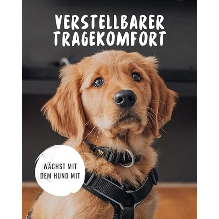 Rudelkönig Hundehalsband Paola, Verstellbares refl. Nylonhalsband für kleine Hunde und Welpen, schwarz – Bild 2