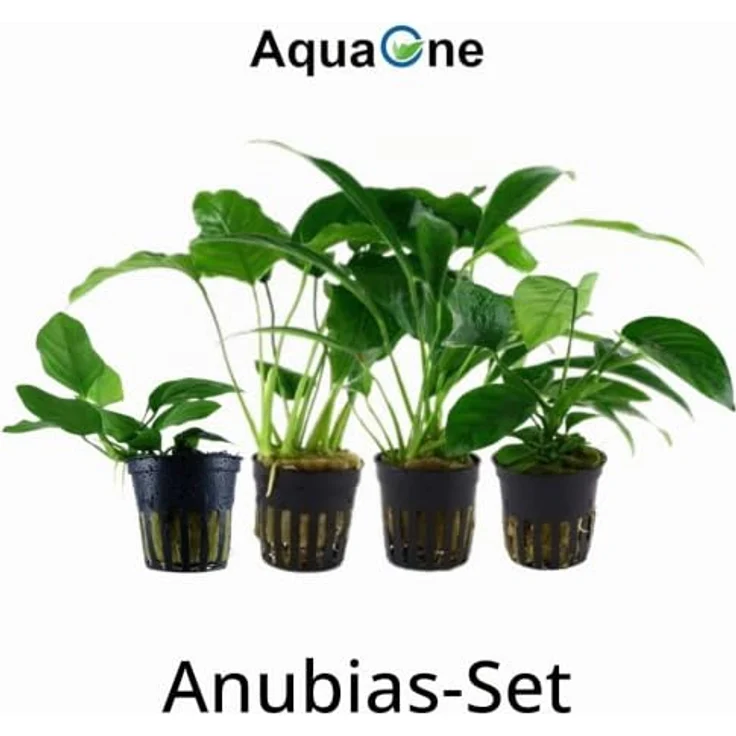 AquaOne Anubias Wasserpflanzen Set, 4x Vielzahl für Barschbecken, gesunde Topfpflanzen – Bild 2
