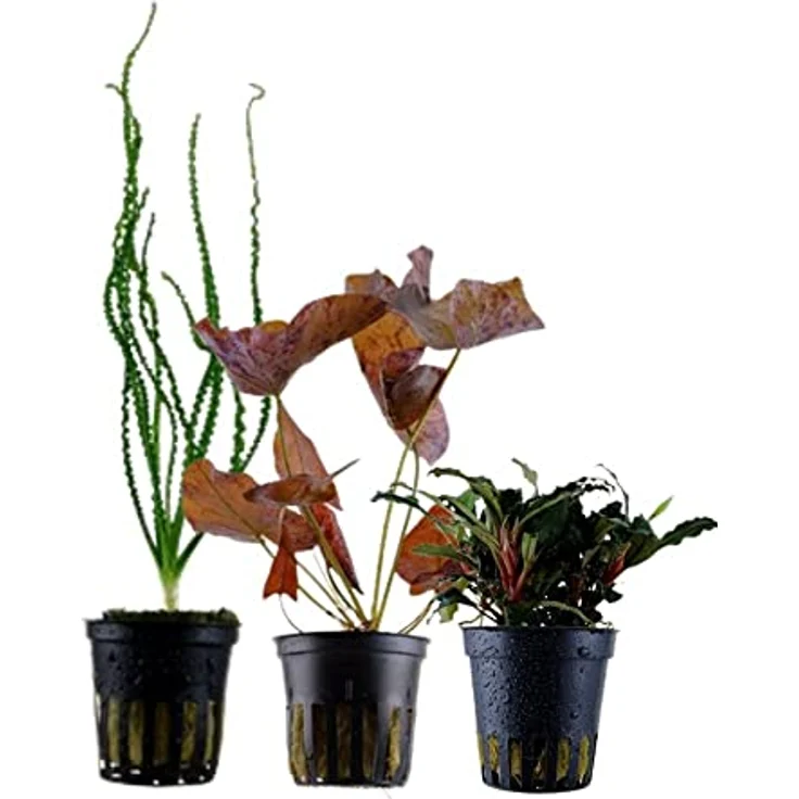 AquaOne 3x Wasserpflanzen Set Exclusiv, Crinum calamistratum, Bucephalandra 'Kedagang', Nymphea Lotus für Aquascaping – Bild 1