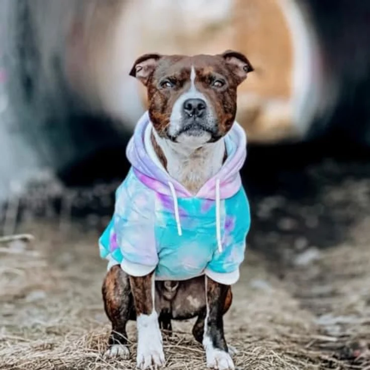 Spark Paws Hunde-Kapuzenpullover, Premium-Qualität mit Fleece-Innenfutter, 90s Retro Sky Dye, Größe 3XL – Bild 4
