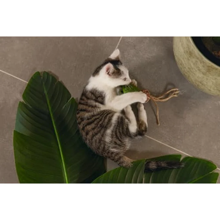 Beeztees Dschungel Raddi, Katzenspielzeug mit Krokodilkopf-Form, Rattanball und Katzenminze – Bild 3