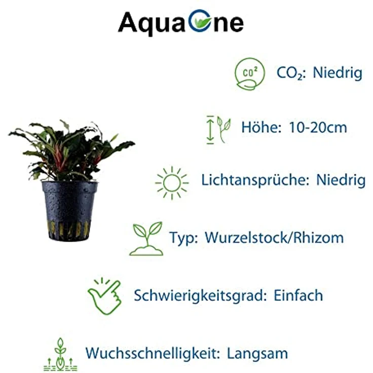 AquaOne 3x Wasserpflanzen Set Exclusiv, Crinum calamistratum, Bucephalandra 'Kedagang', Nymphea Lotus für Aquascaping – Bild 5