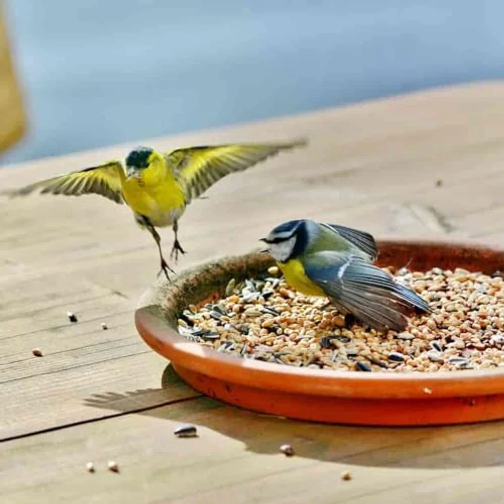 KLASEBO Streufutter 25 kg, Premium Vogelfutter für Wildvögel, ganzjährig geeignet, staubfrei, energiereich – Bild 5