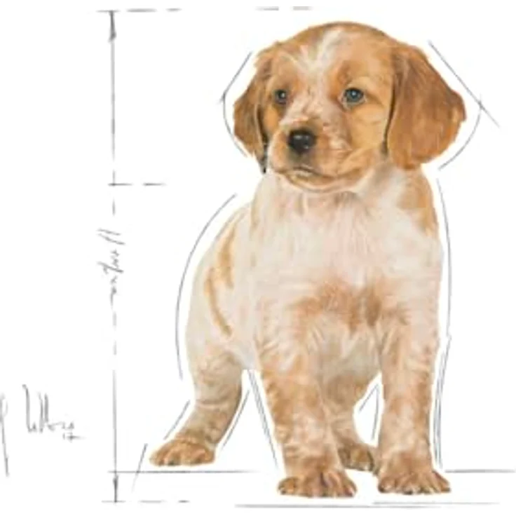 Royal Canin Medium Junior, Hunde-Trockenfutter für Welpen, 1 kg Packung – Bild 4