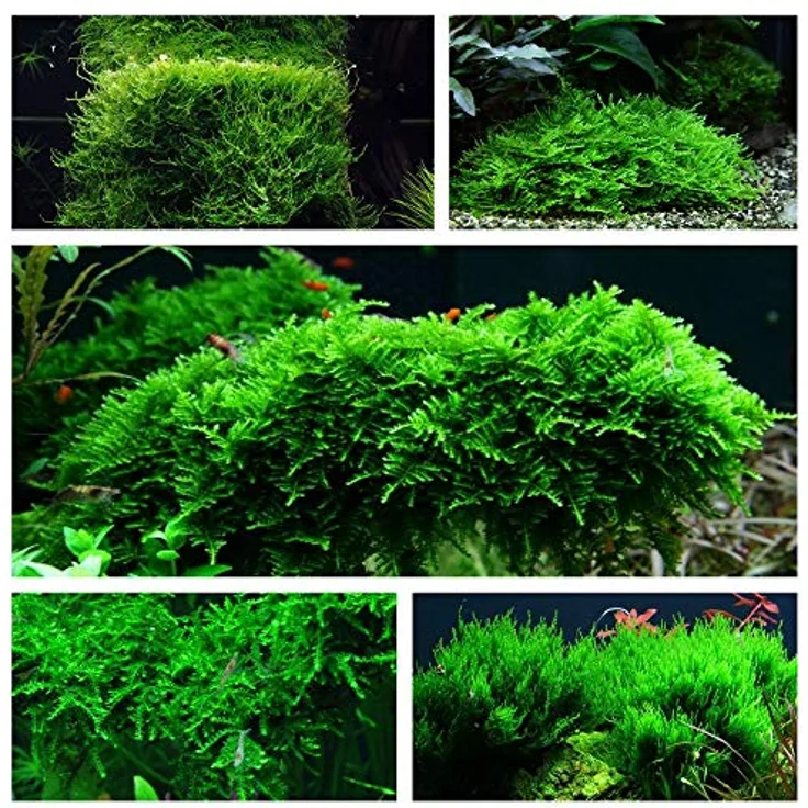 AquaOne Moos Set mit 5 in Vitro Pflanzen, Aquariumpflanzenset Nr.57, inklusive Taxiphyllum und Vesicularia Arten