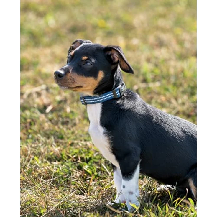 lionto Hundehalsband aus strapazierfähigem Nylon, Größe XS, gepolstert, 360° reflektierend, Klickverschluss, blauer Metallring, verstellbar durch stufenlosen Schieber – Bild 2