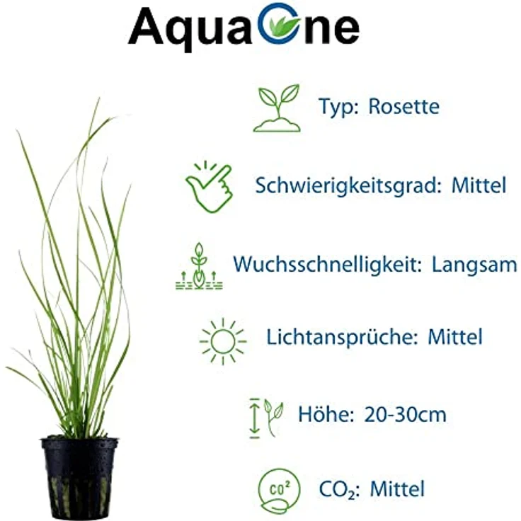 AquaOne Cyperus helferi Rosette, voll durchwurzelt, mittel, hohe hellgrüne Aquarienpflanze – Bild 3