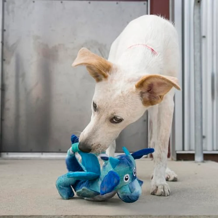 Kong Dragon Knots, Zerrspielzeug mit Squeaker und knisternden Flügeln, Größe M/L – Bild 5