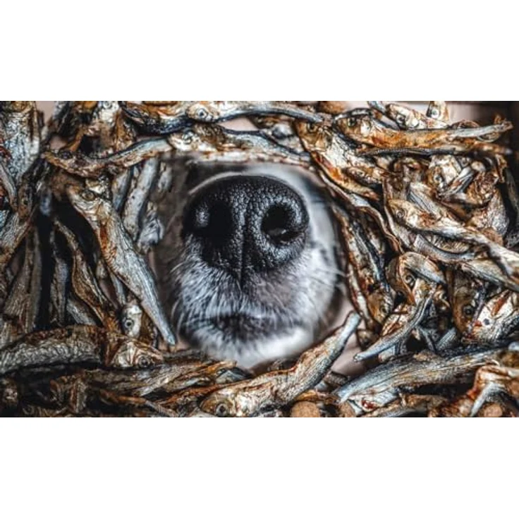 mascota vital Fisch-Snacks für Katzen und Hunde, reich an Proteinen und Omega 3 Fettsäuren, schonend getrocknet, europäischer Fischfang, getreidefrei, Sprotten – Bild 3