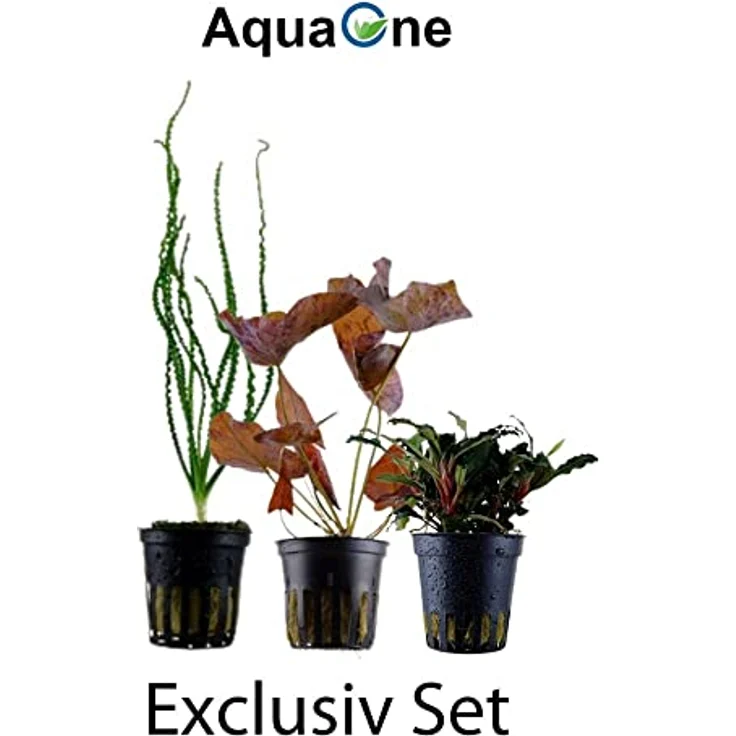 AquaOne 3x Wasserpflanzen Set Exclusiv, Crinum calamistratum, Bucephalandra 'Kedagang', Nymphea Lotus für Aquascaping – Bild 2
