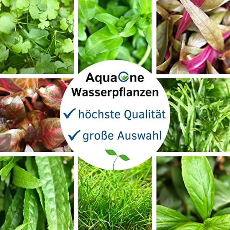 AquaOne Cyperus helferi Rosette, voll durchwurzelt, mittel, hohe hellgrüne Aquarienpflanze – Bild 5