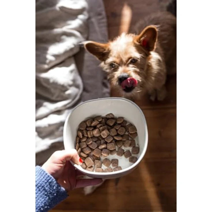 Green Petfood InsectDog Mini, Hundefutter für kleine Hunde mit Insektenprotein, 900 g, getreidefrei – Bild 7