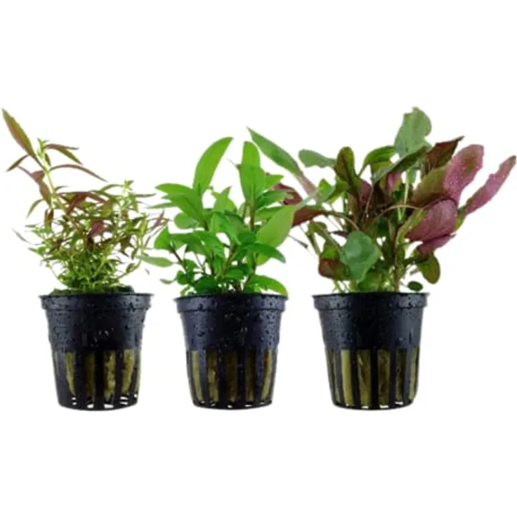 AquaOne Aquarium Pflanzen Set, 3X Mittelgrund Aquarienpflanzen, Lobelia cardinalis, Limnophila hippuridoides, Staurogyne repens