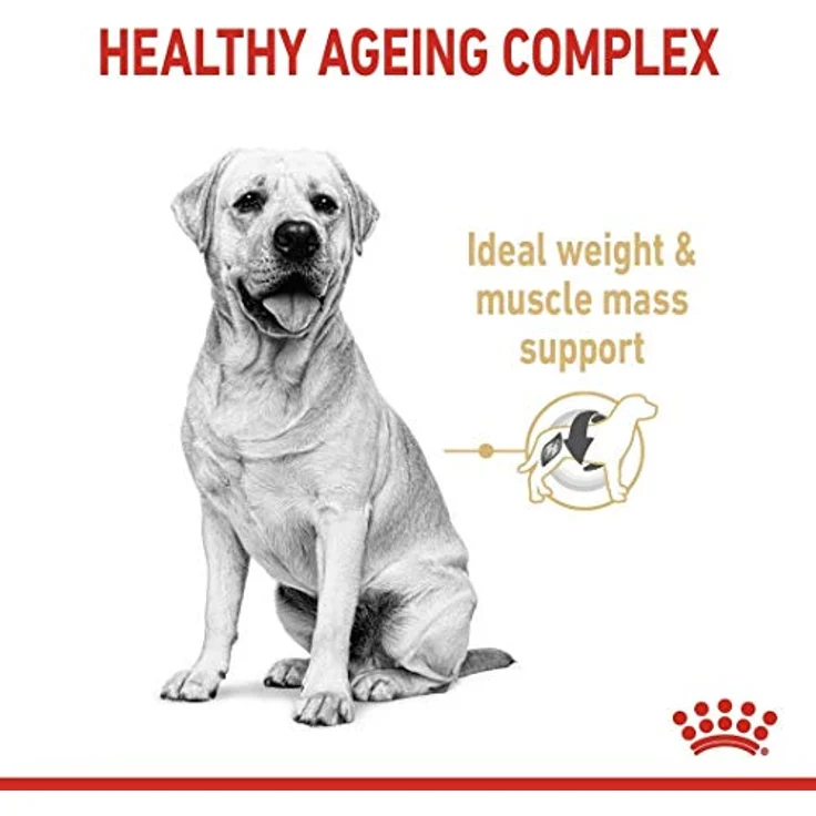 ROYAL CANIN Labrador Retriever Adult 5+, Trockenfutter für Hunde, 12 kg – Bild 2