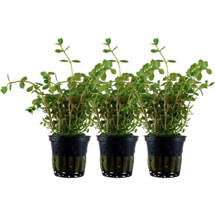 AquaOne Rotala rotundifolia, 3er Set Mittelgrund Wasserpflanze, voll durchwurzelt für Aquascaping, einfache Pflege – Bild 1